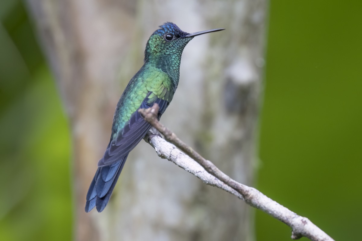 Violet-capped Woodnymph - Robert Lockett