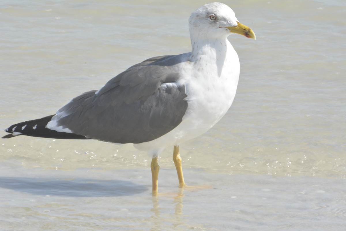 Lesser Black-backed Gull - ML615923699