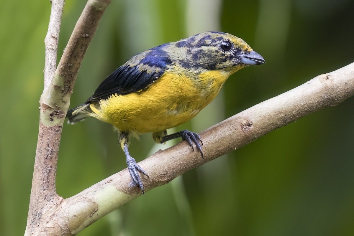 Violaceous Euphonia - Robert Lockett