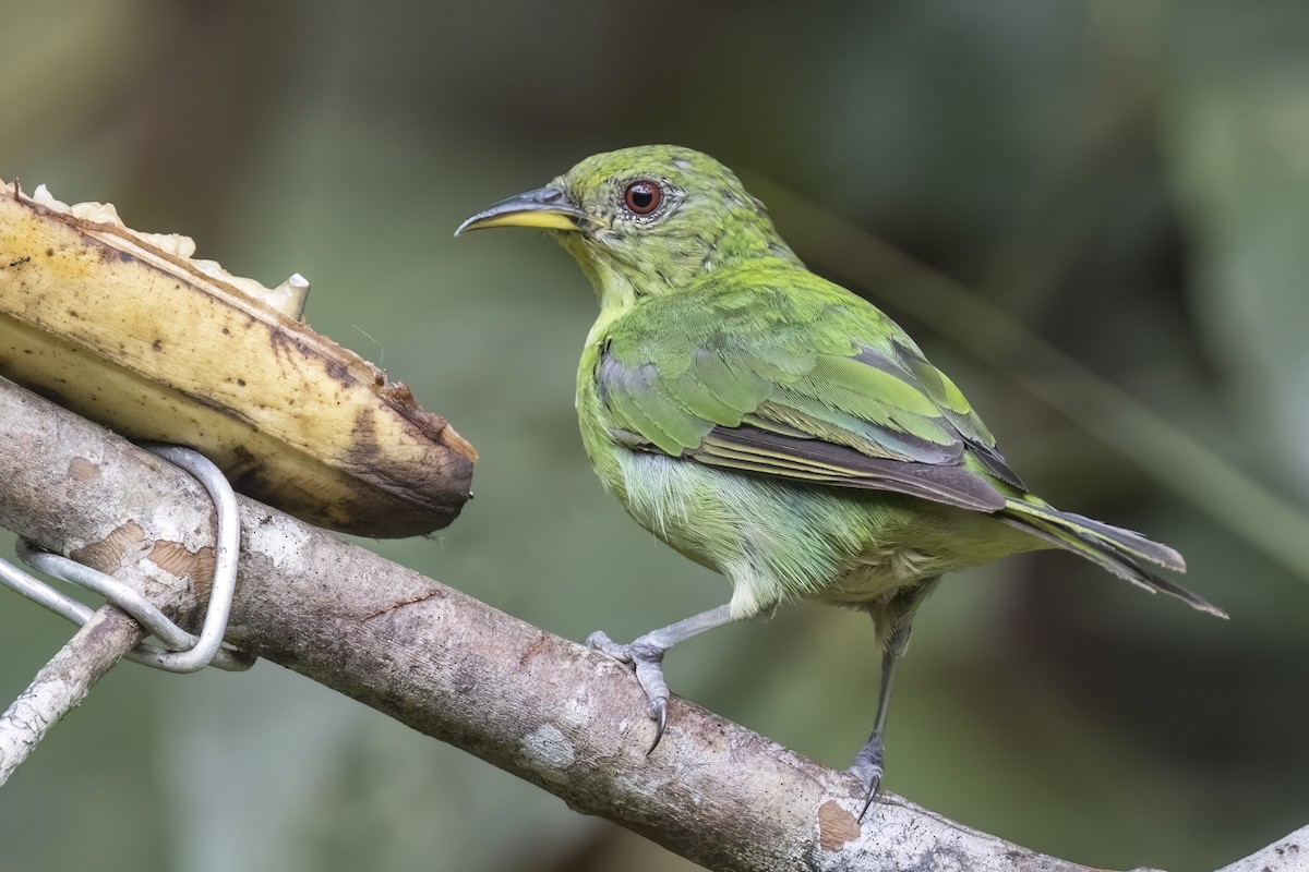 Green Honeycreeper - Robert Lockett