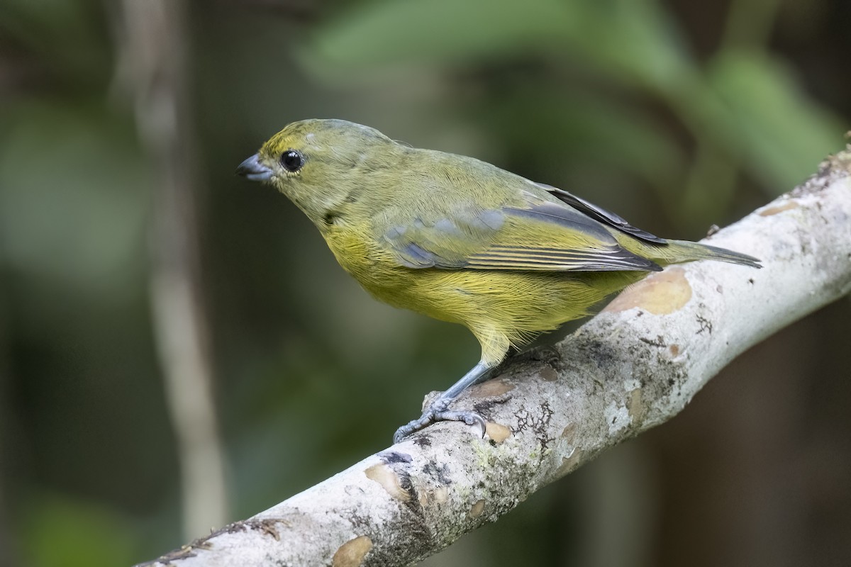 Violaceous Euphonia - Robert Lockett