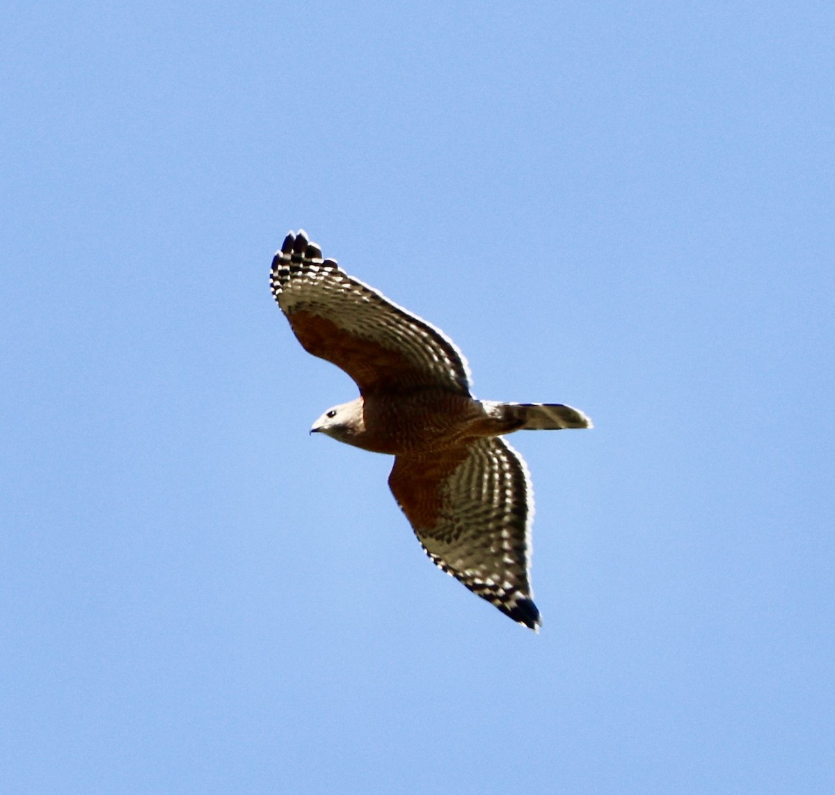 Red-shouldered Hawk - ML615923714