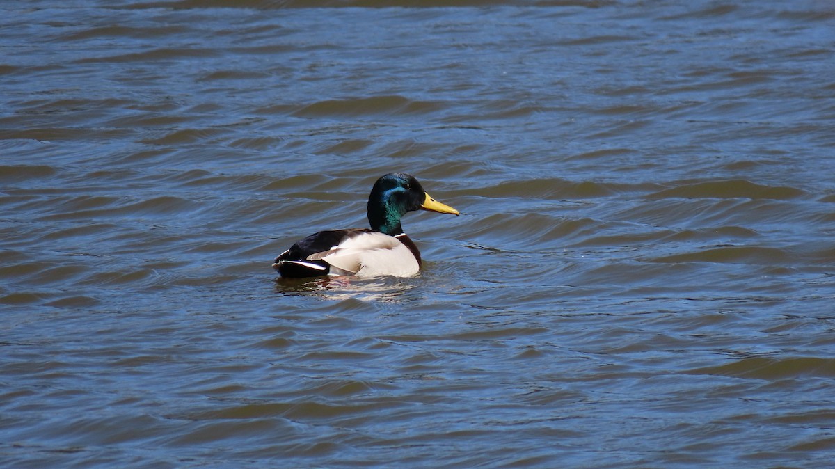 Mallard - ML615923715