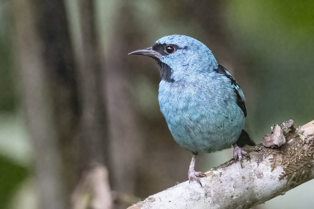 Blue Dacnis - Robert Lockett