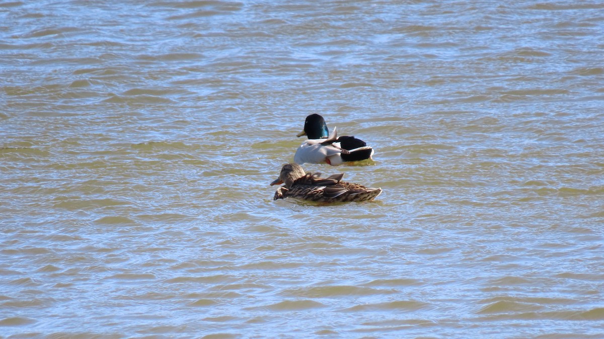 Canard colvert - ML615923717