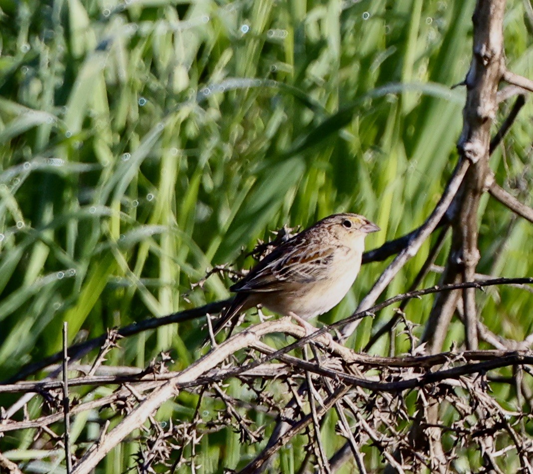 Grasshopper Sparrow - Carolyn Thiele