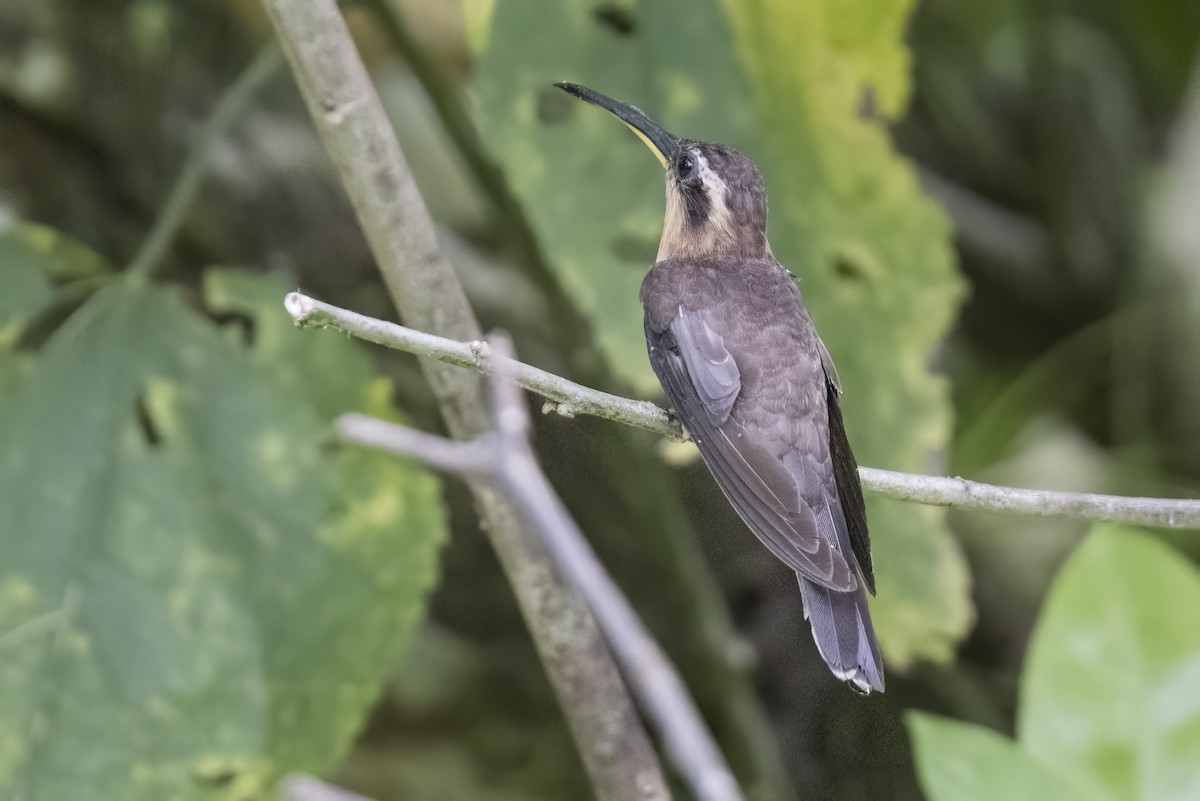 kolibřík pilozobý - ML615923732