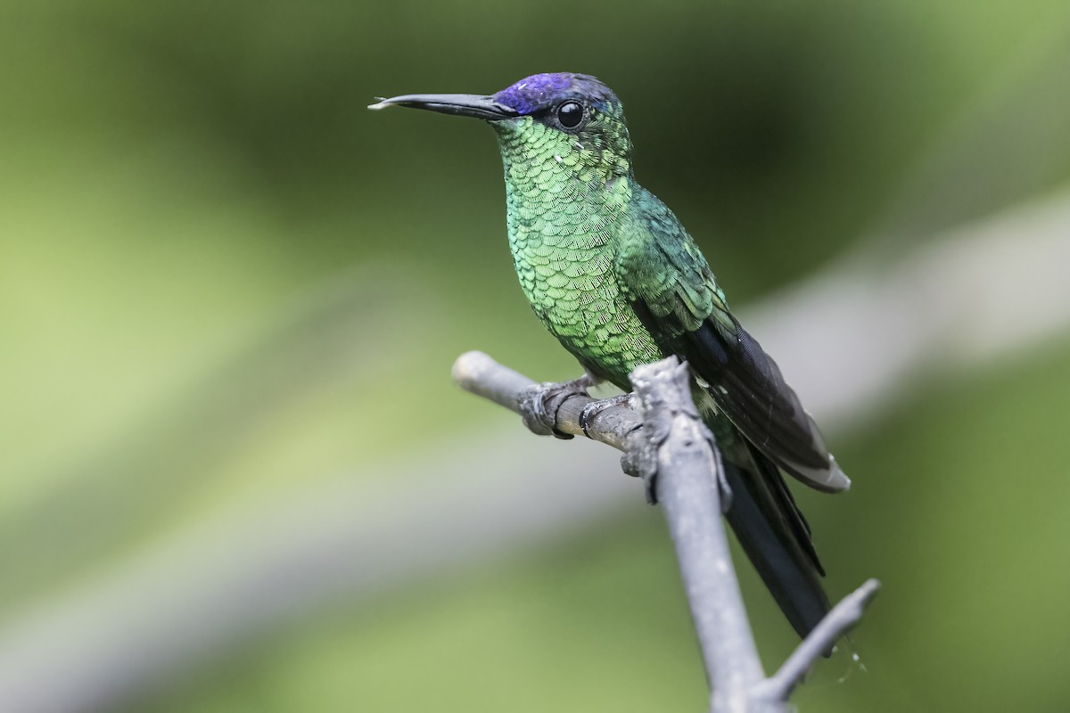 Violet-capped Woodnymph - Robert Lockett