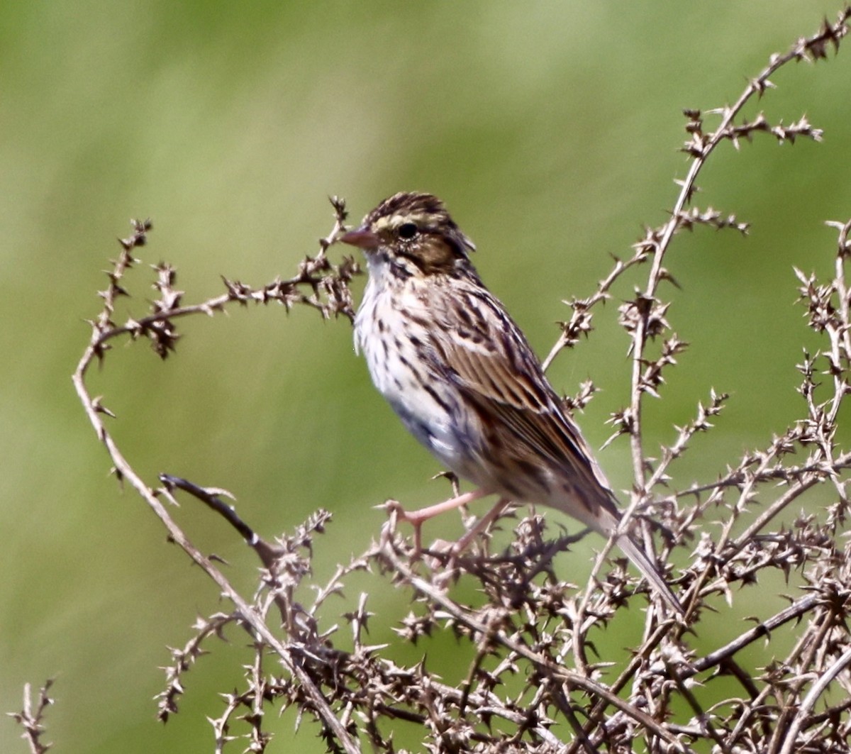 Savannah Sparrow - Carolyn Thiele