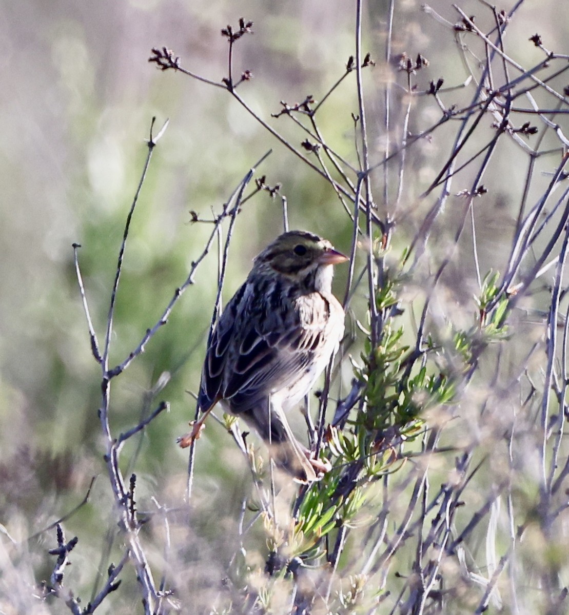 Savannah Sparrow - Carolyn Thiele