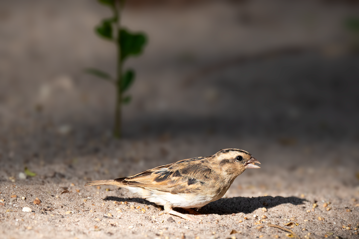 Pin-tailed Whydah - ML615923833