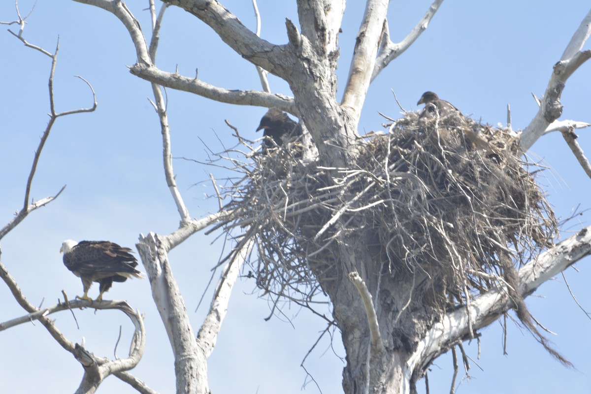 Bald Eagle - Jennifer  Kuehn