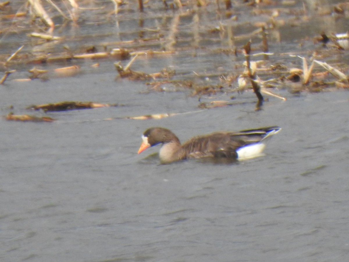 Greater White-fronted Goose - Don Clark