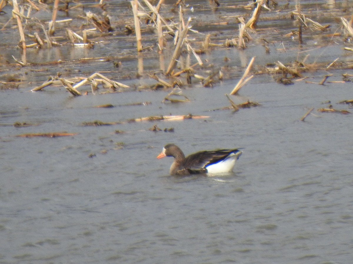 Greater White-fronted Goose - Don Clark