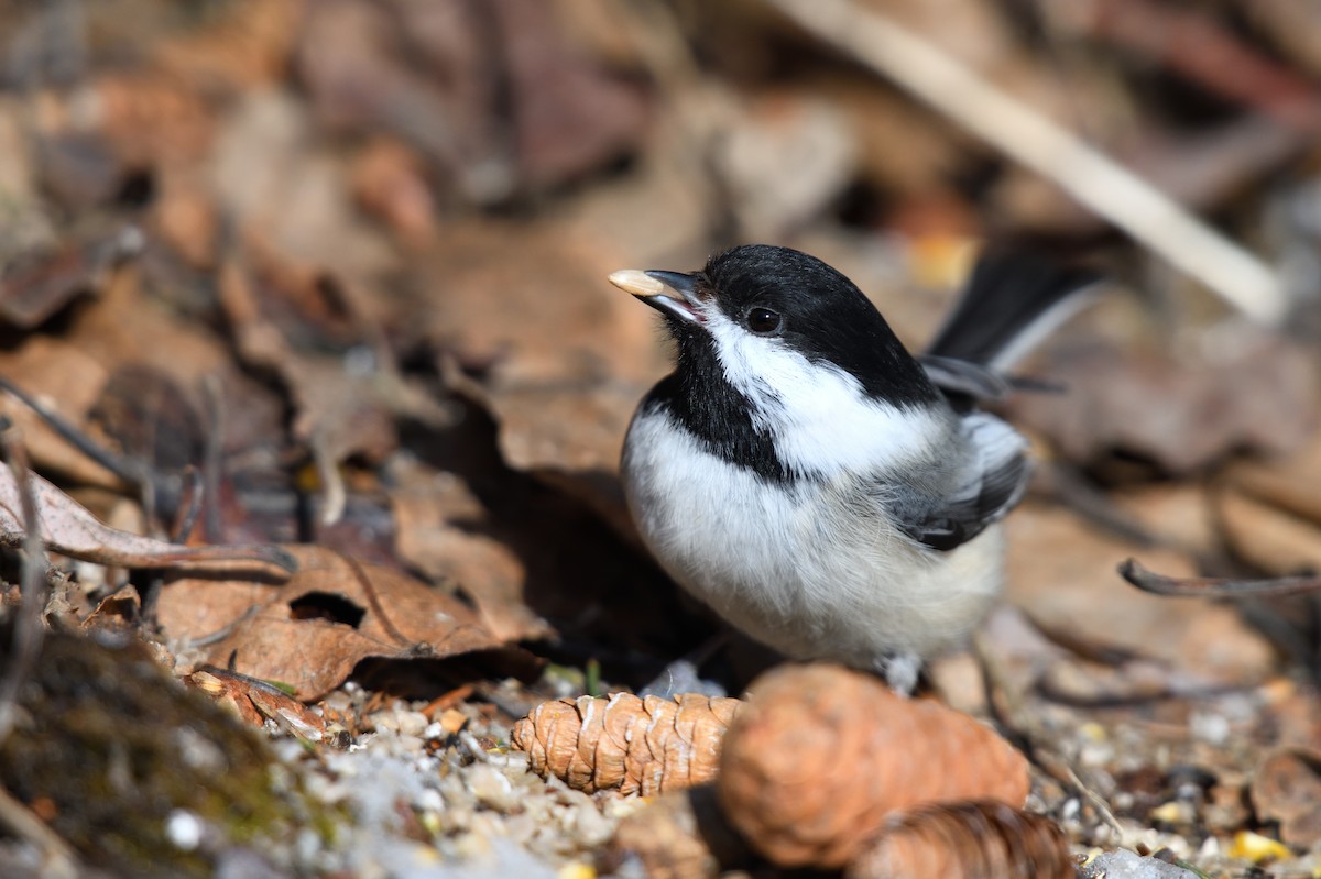 Black-capped Chickadee - Timothy Piranian