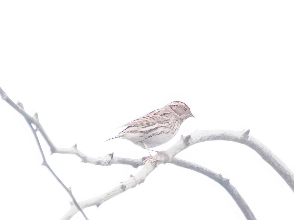 Little Bunting - ML615923970