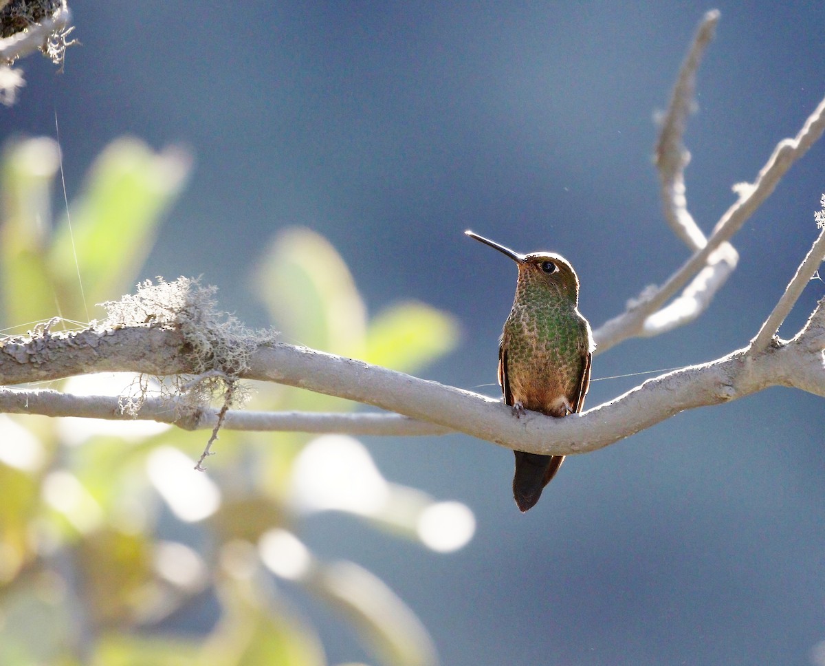 Buff-thighed Puffleg - ML615924021