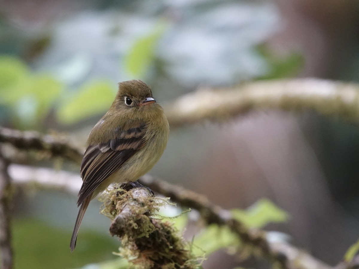 Yellowish Flycatcher - ML615924118