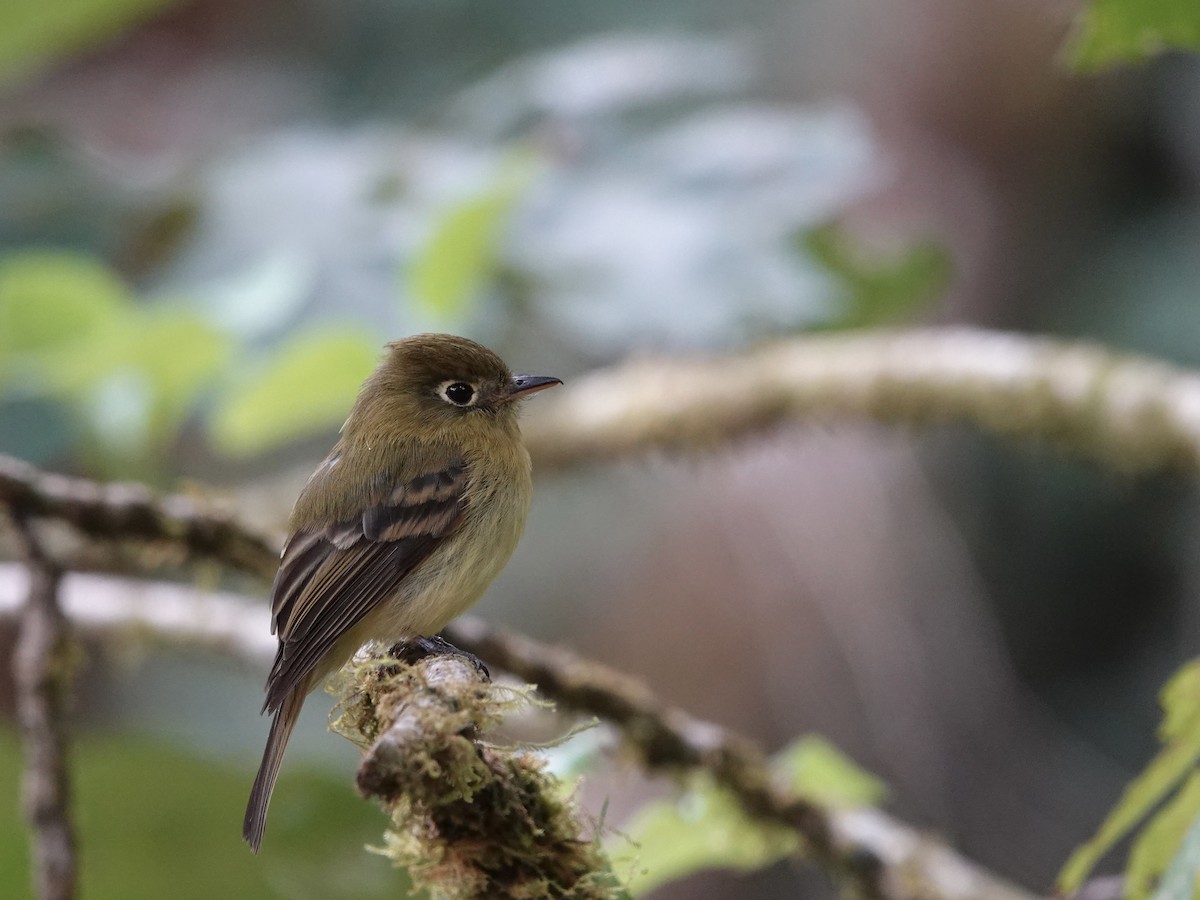 Yellowish Flycatcher - ML615924121