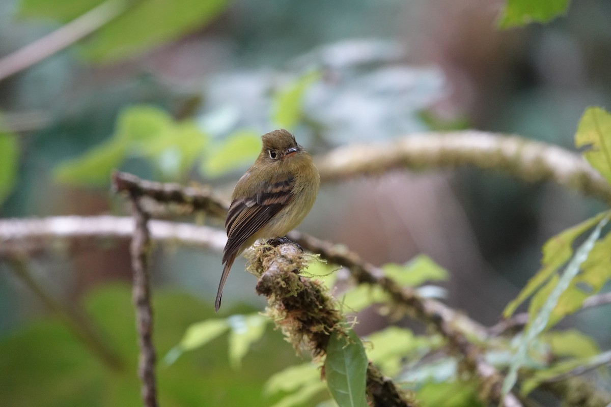 Yellowish Flycatcher - ML615924122