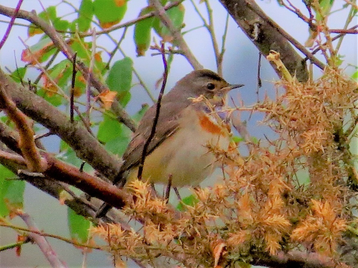 Bluethroat - ML615924145