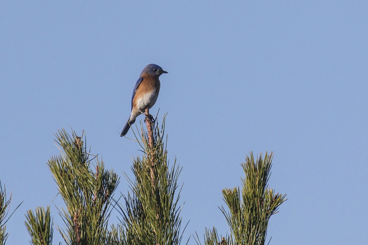 Eastern Bluebird - ML615924164