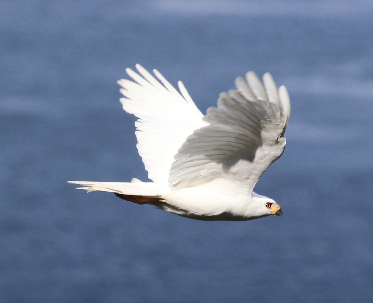 Gray Goshawk - Kernan Bell