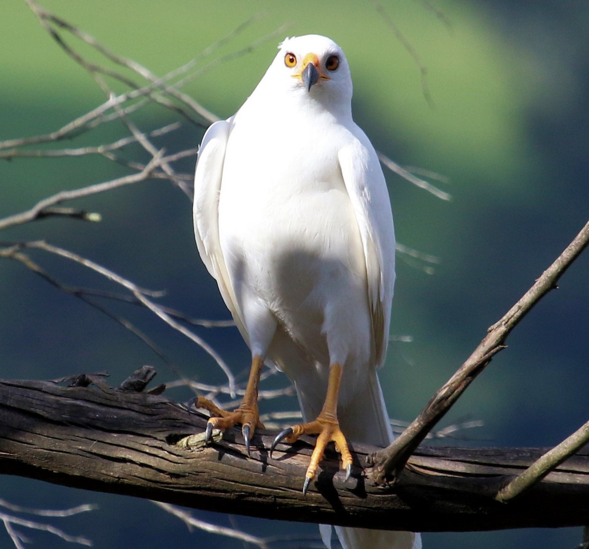 Gray Goshawk - ML615924183