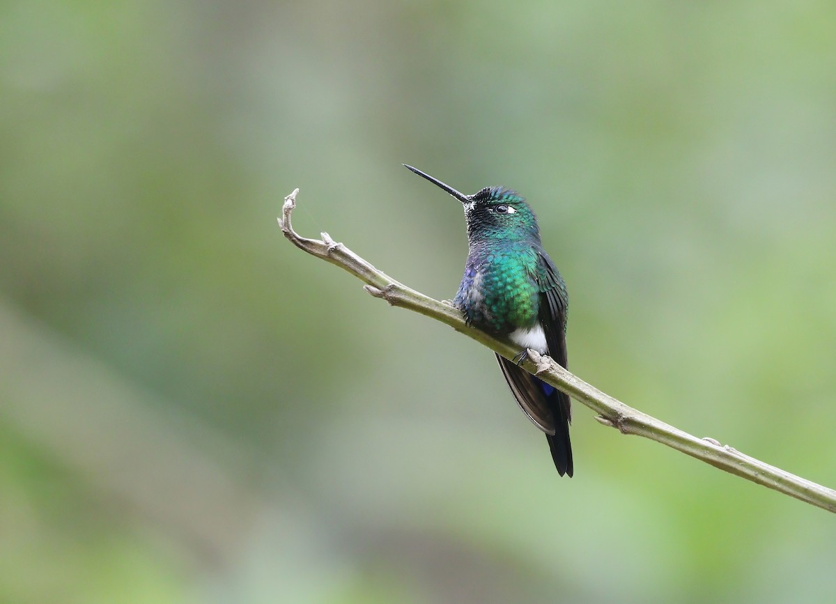 Blue-capped Puffleg - ML615924209