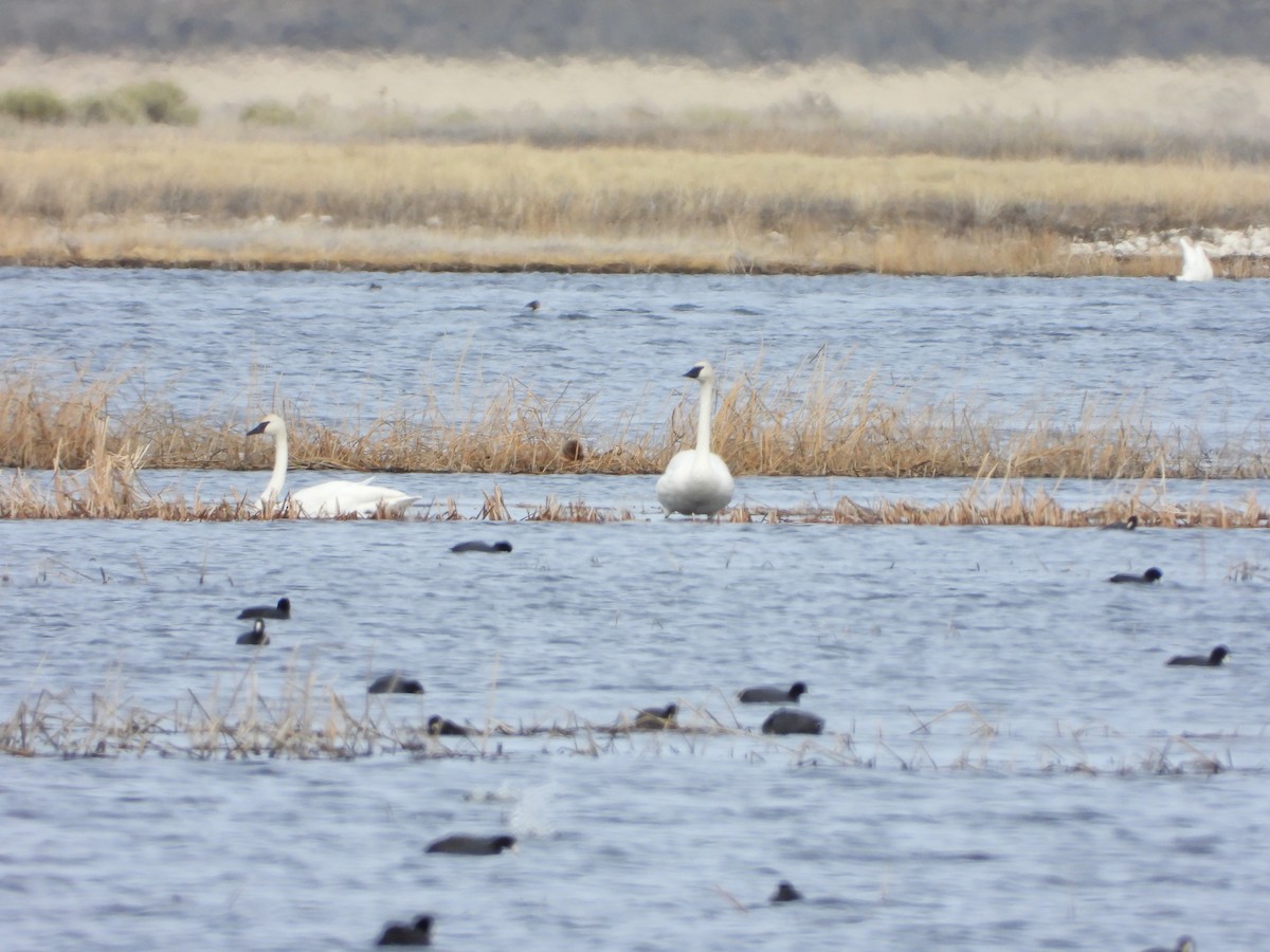 Trumpeter Swan - ML615924243