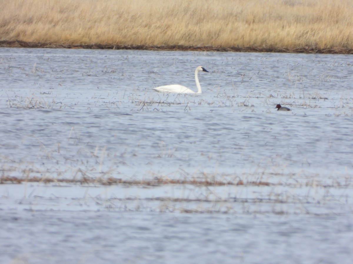 Trumpeter Swan - ML615924245