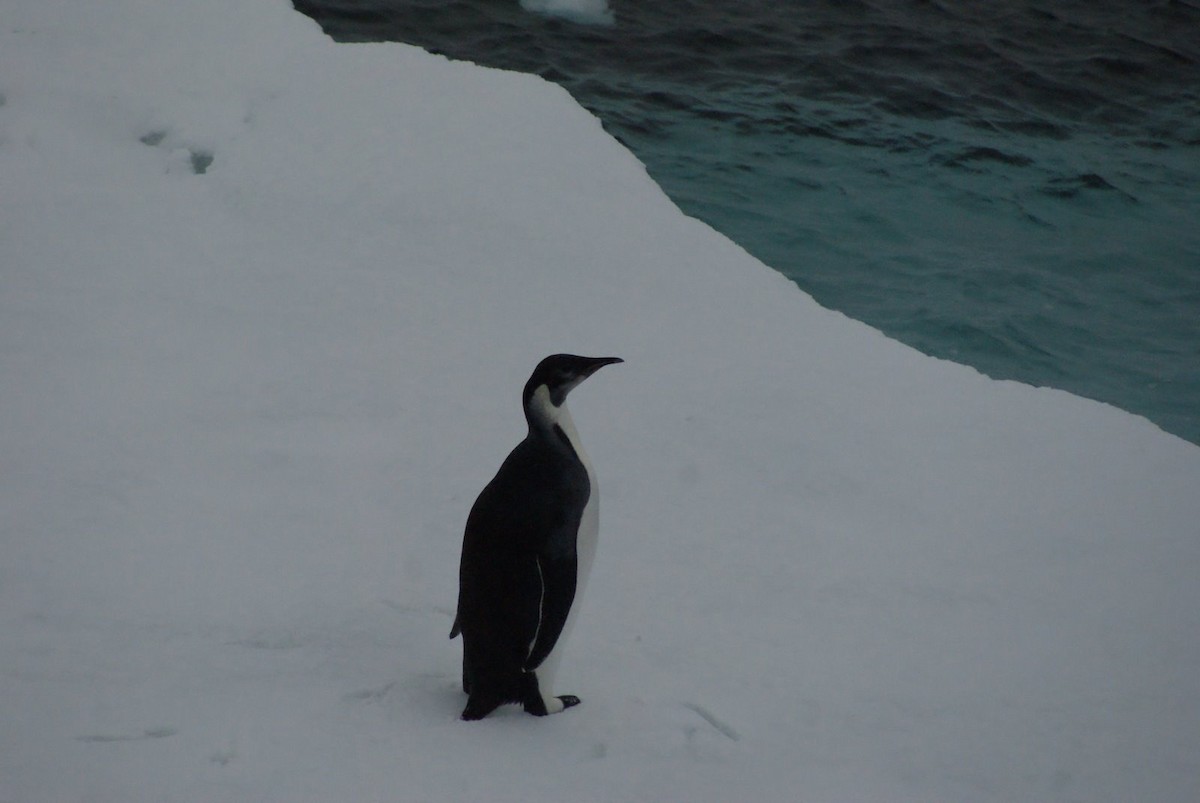 Emperor Penguin - Geoff Carpentier