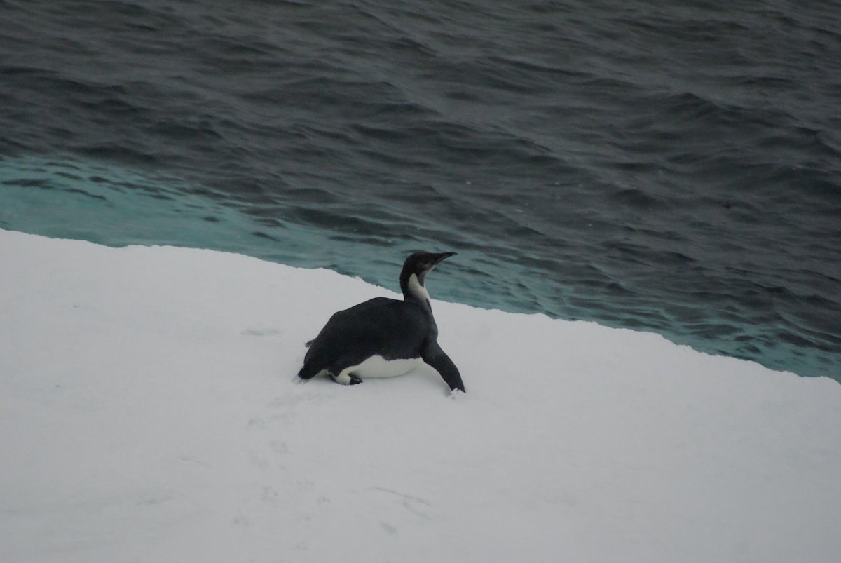 Emperor Penguin - Geoff Carpentier