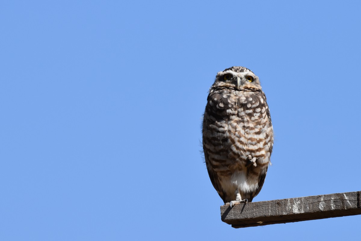 Burrowing Owl - ML615924338