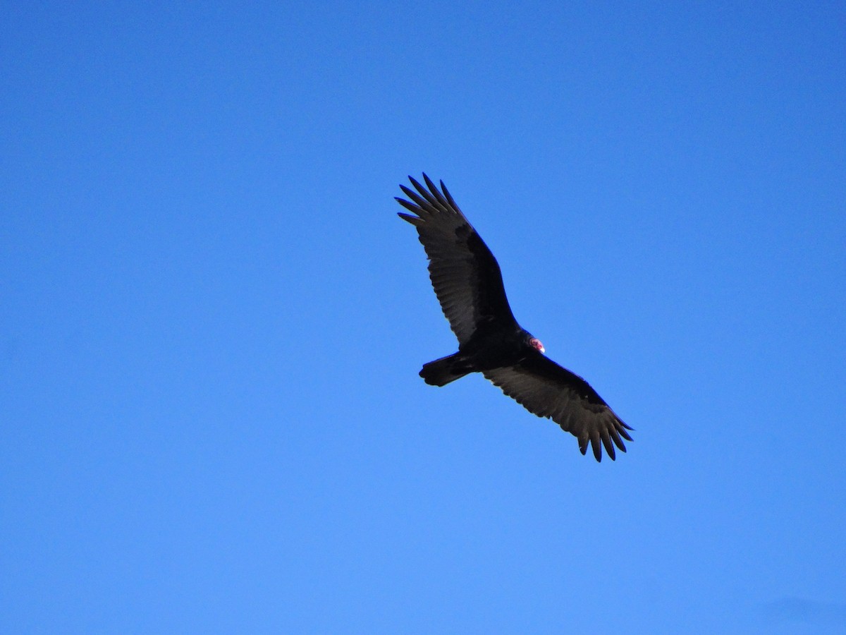 Turkey Vulture - ML615924412