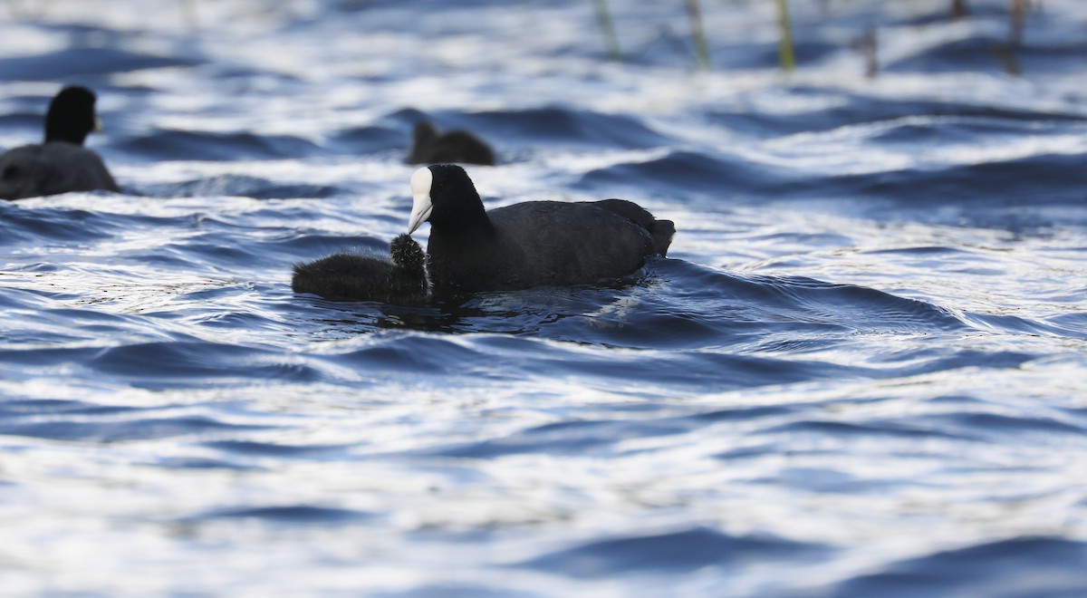 Slate-colored Coot - ML615924428