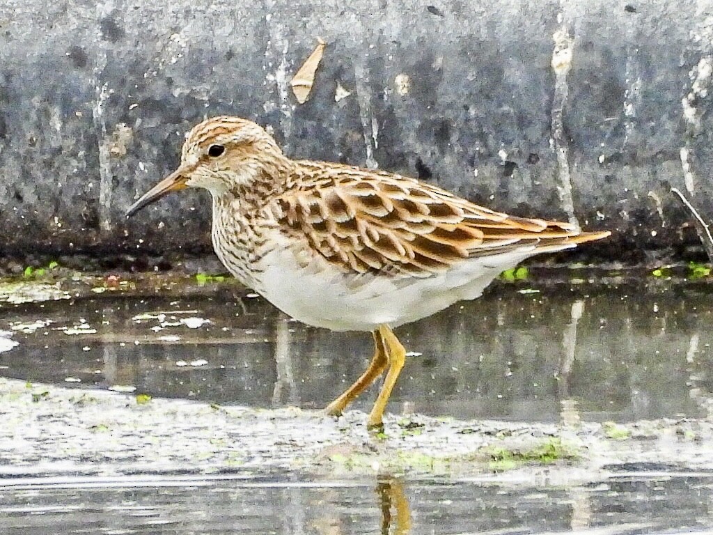 Pectoral Sandpiper - ML615924453