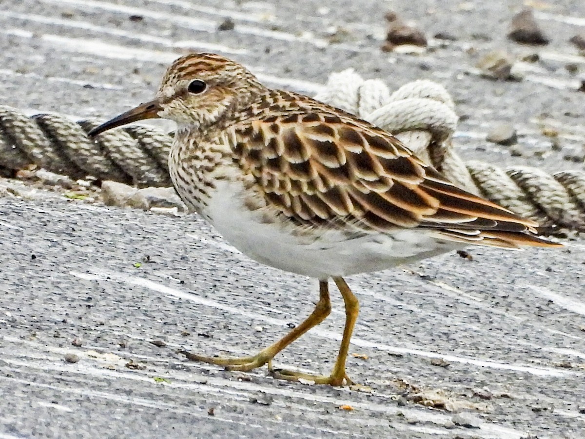 Pectoral Sandpiper - ML615924455