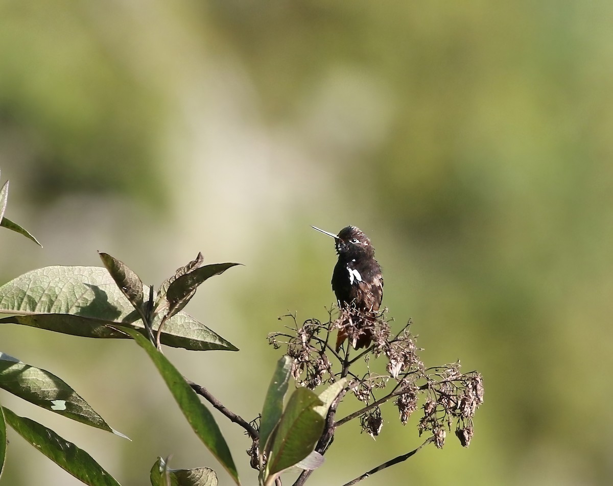 kolibřík černokápý - ML615924500