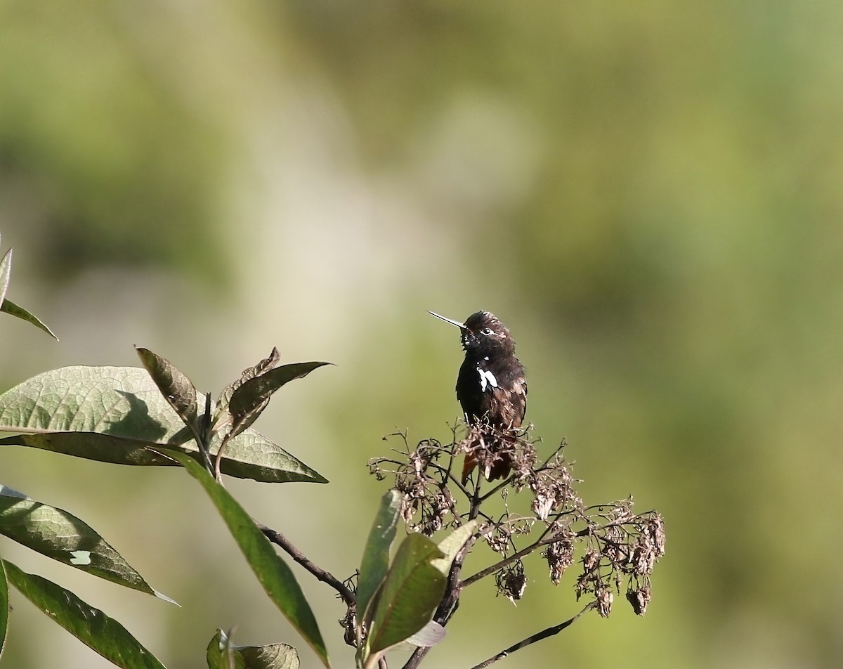 Colibrí Negrito - ML615924500