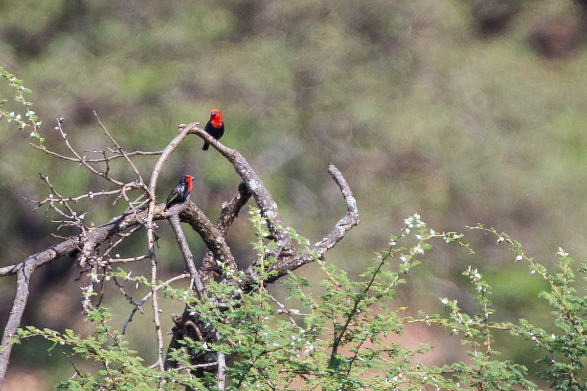 Purpurmasken-Bartvogel - ML615924562