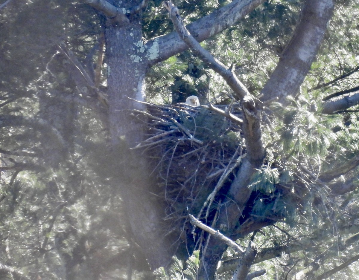 Bald Eagle - Barb Stone