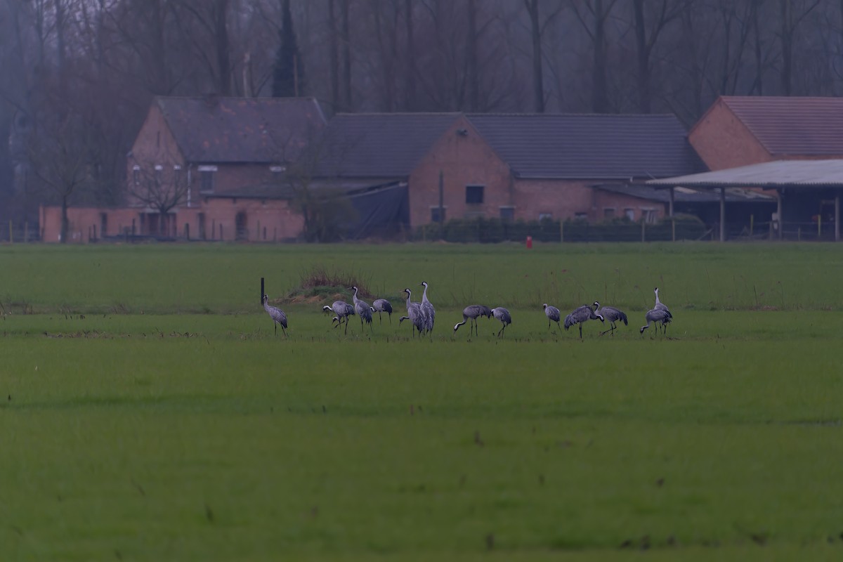 Common Crane - ML615924572