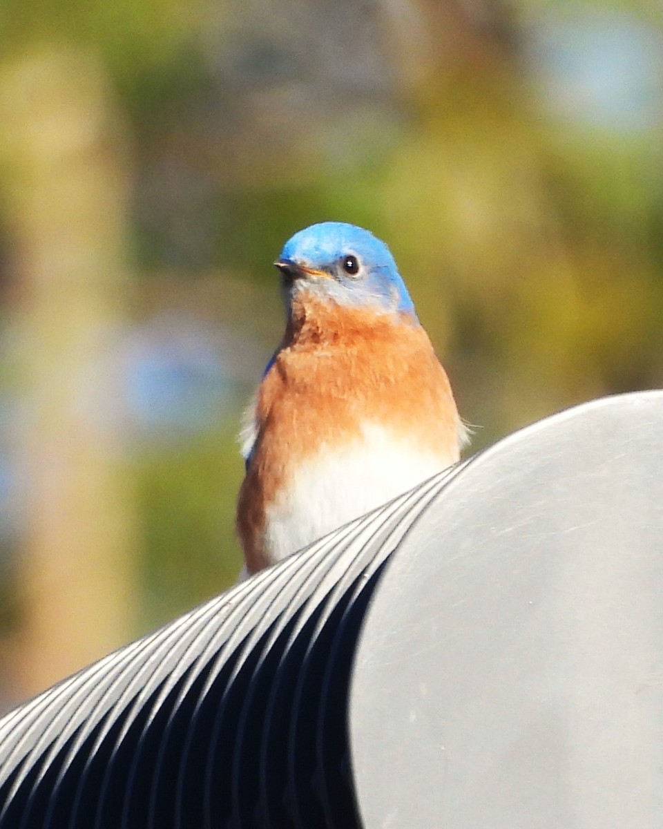 Eastern Bluebird - ML615924605