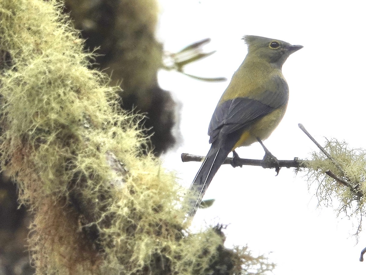 Long-tailed Silky-flycatcher - ML615924608