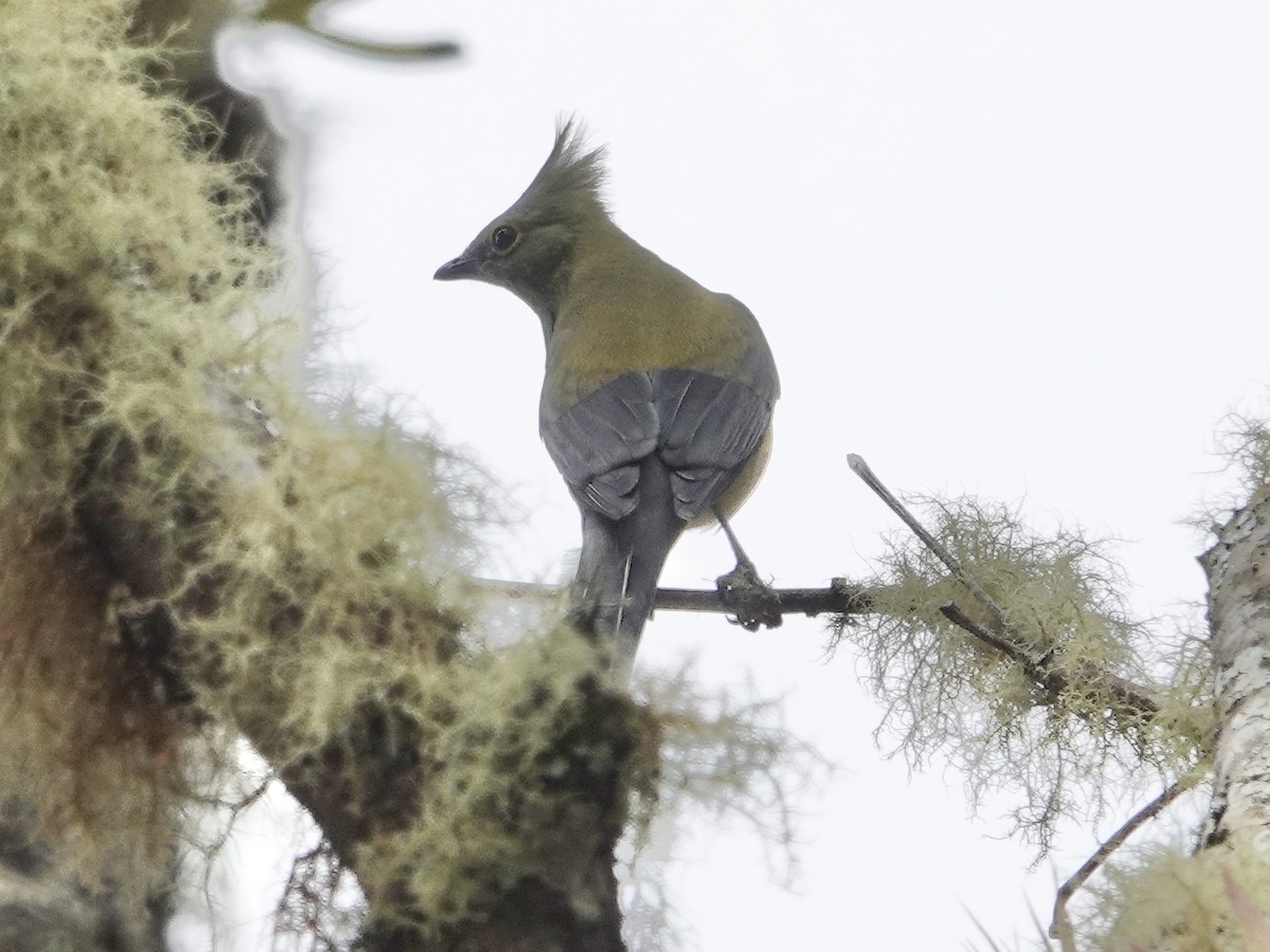 Long-tailed Silky-flycatcher - ML615924609