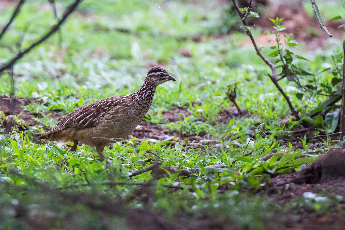 Crested Francolin (Crested) - ML615924626