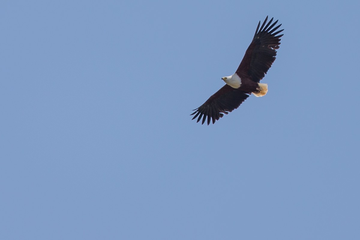 African Fish-Eagle - ML615924631