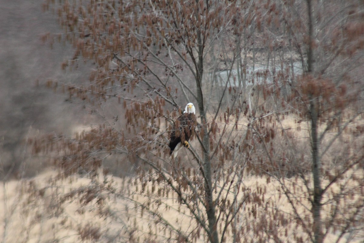 Bald Eagle - ML615924643