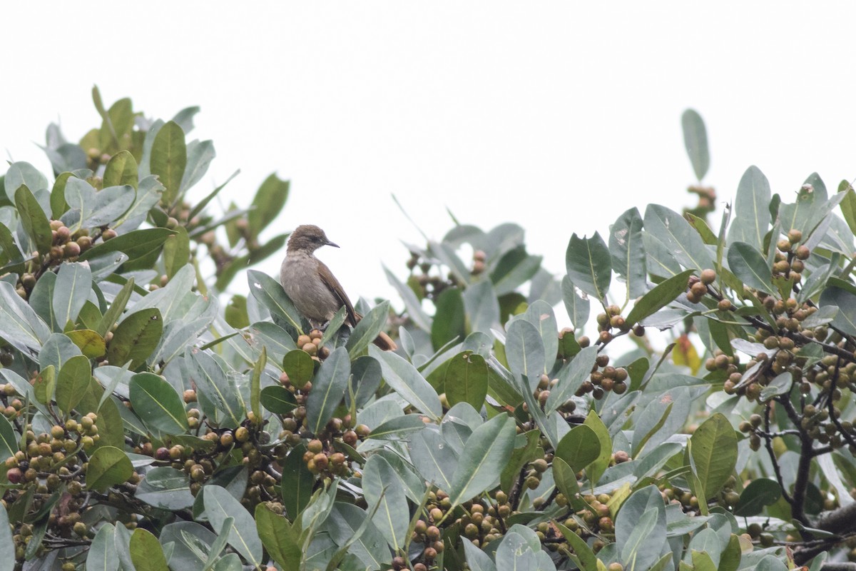 Slender-billed Greenbul - ML615924652